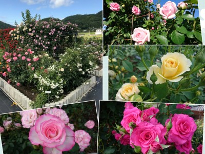 collage-1526869052698