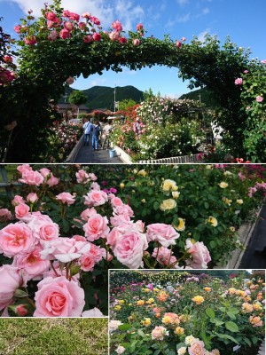 collage-1526869596823